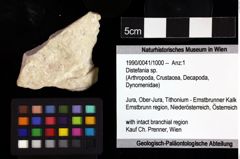 Foto (Objket + Etiketten) von Distefania sp. 